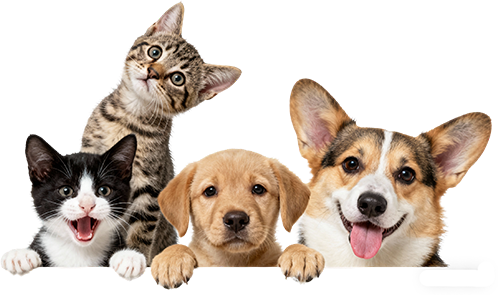 Zhejiang Beijing Technology Co., Ltd.